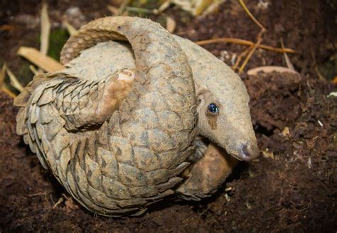 Java Pangolin En El Suelo Es Un Nido De Termitas Foto De Archivo