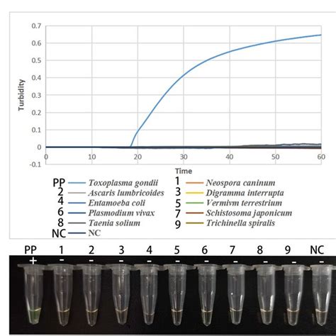 Lamp Assay Specificity For The T Gondii B1 Gene A Real Time Download Scientific Diagram