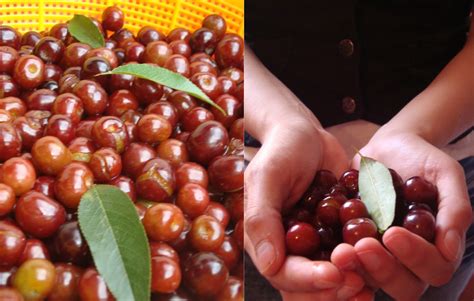 Letras De Sabores Capulines Los Parientes Pobres De Las Cerezas