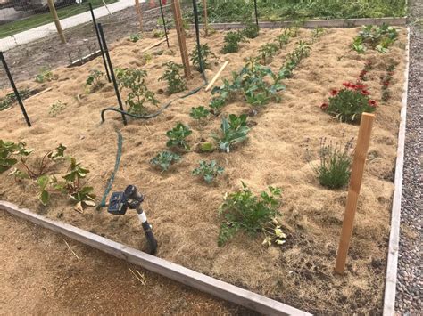 How To Use Grass Clippings As Garden Mulch