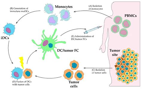 Cancers Free Full Text Dendritic Cells In Anticancer Vaccination