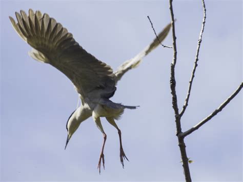 Capt Mondos Photo Blog Blog Archive Night Herons 3