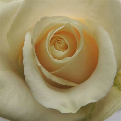 Rosa De Ecuador Vendela Icing Desserts Rose