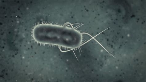 Escherichia Coli Bacteria Animation 3d Model Animated Rigged Cgtrader