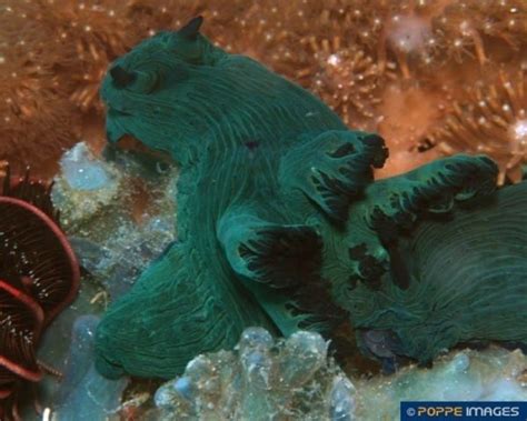 Nembrotha Milleri Poppe Images