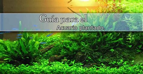 Gu A Para El Acuario Plantado Acuariosdiy