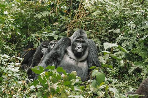 20 Photos To Inspire You To Visit Uganda The Blonde Abroad Gorilla