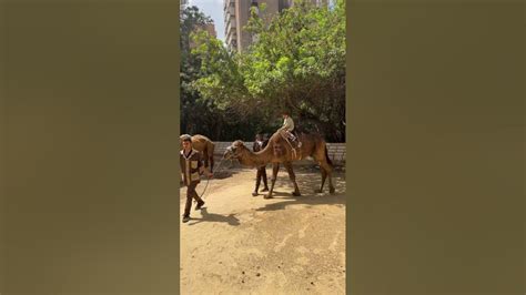 عمورة راكب الجمل 🐫🐫 حديقة الحيوان ♥️♥️ Youtube