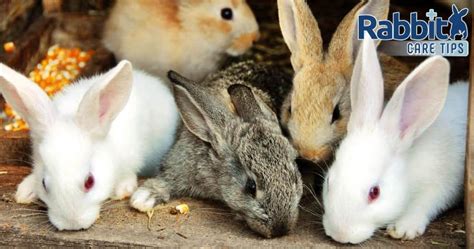 Rabbit Color Genetics: The Complete Guide