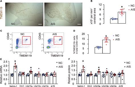 Frontiers Netrin Controls Inflammation In Response To Ischemic