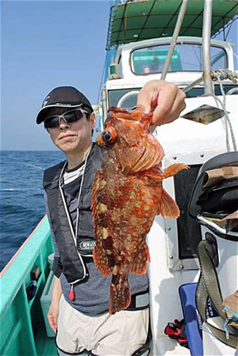 朝日新聞デジタル：生きイワシエサが効く！大型カサゴ、メバル中心の根魚五目 トラベル