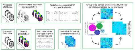 Workflow Diagram Of The Cortical Networks Construction On Processed