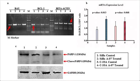 Rt Pcr And Western Blot Analysis A Red Arrows Represent The Lane Of Download Scientific