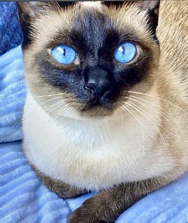 Home Siamese Seal Point Kittens