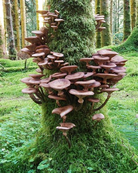 Beautiful Stuffed Mushrooms Magical Mushrooms Plants