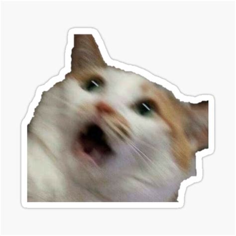 Cat Meme Png Ubicaciondepersonas Cdmx Gob Mx