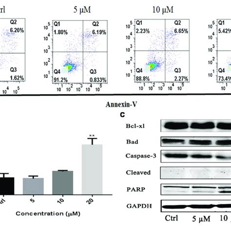 Apoptosis Effect Of Gossypol On H1975 Cells Flow Cytometric Analysis