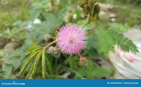 Mimosa Strigillosa Flower Stock Photo Image Of Flower