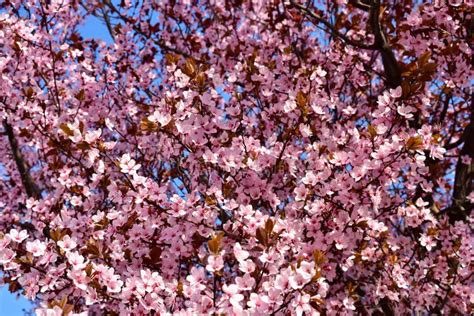 Cherry Prunus Cerasus Blossom With Pink Flowers And Some Red Leaves