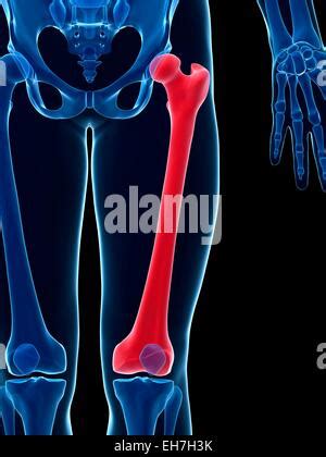 Human Thigh Bone Femur Illustration Stock Photo Alamy