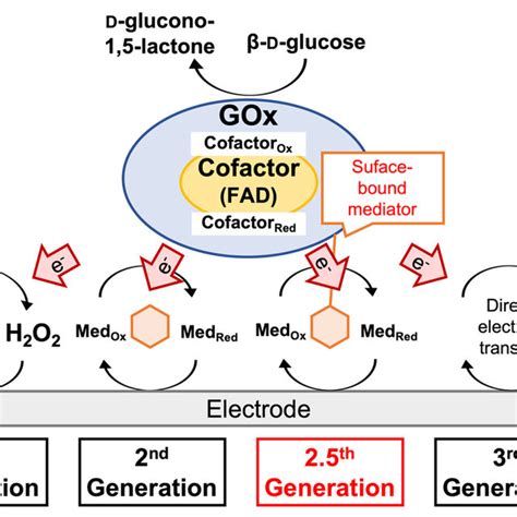 Scheme 1. Reaction scheme of glucose oxidation catalyzed by glucose ...