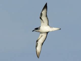 Barau S Petrel Ebird