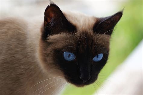 What do you know about the Siamese cat? - Animal Media Foundation