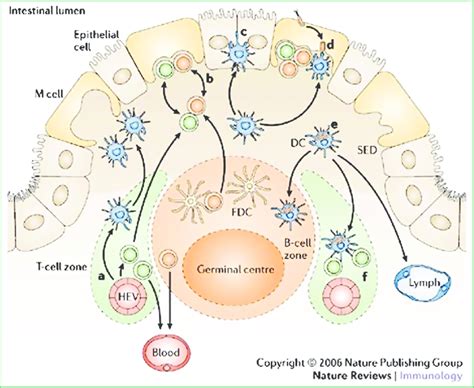 Structure of Peyer's patch. | Download Scientific Diagram