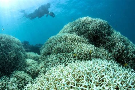 Coral Bleaching Devastates Great Barrier Reef Wsj