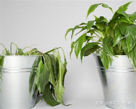 如何正确给室内植物浇水？掌握11个浇水技巧，你也能变园艺高手 知乎