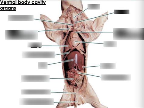 Pig Dissection Ventral Body Cavity Organs Diagram Quizlet