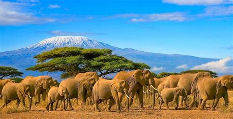 8-Day safari in Tanzania and beach vacation in Zanzibar- Africa Adventure