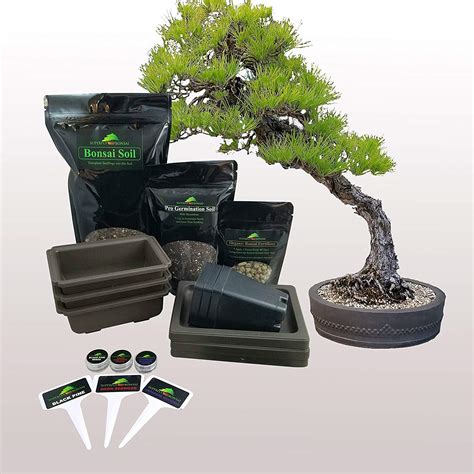 Superfly + Premium Bonsai Tree Starter Seed Kit Japanese Black Pine ...