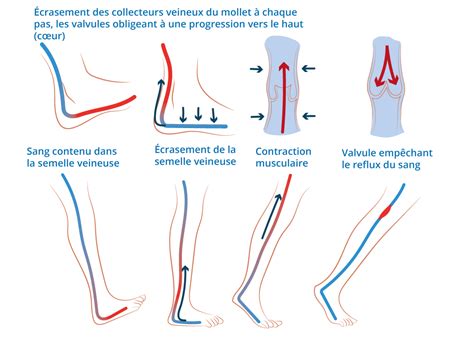 Comment A Marche La Circulation Veineuse