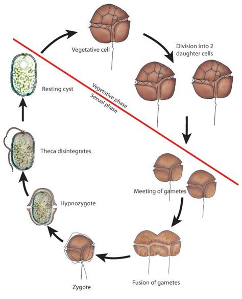 Dinoflagellates reproduce through cell division and due to their shells the offspring become ...