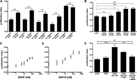 Neuronal Activity Promotes Glioma Growth Through Neuroligin 3 Secretion