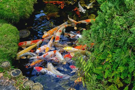 The Cultural Significance Behind The Koi Fish Meaning