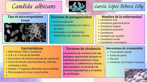 Candida Albicans Rebeca Lilly Garc A Udocz