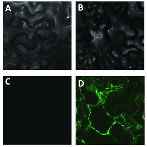 Confocal Microscopy Images Showing Subcellular Cyp A Yfp