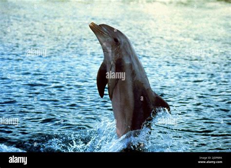 Dolphin Flipper 1996 Stock Photo Alamy