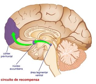 Sistema De Recompensa Cerebral Not Cias S O Francisco Comunidade