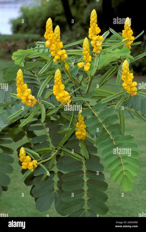 CASSIA ALATA CANDLE TREE Stock Photo - Alamy