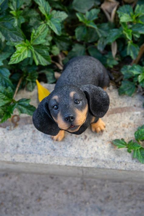 Hi Line Exclusive Howling Dachshund Puppy Statue Dachshund Puppy