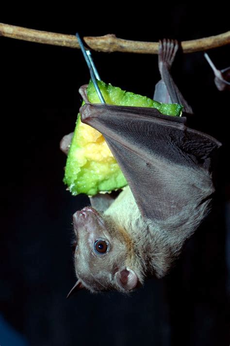 25 Of The Cutest Bat Species Bats Are Crucial To Diverse Ecosystems