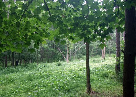Whitetail Food Plots Honey Holes For All Acreage Part 4 Outdoorhub