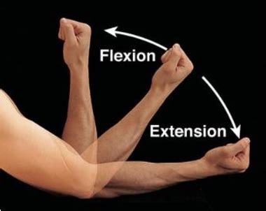 Figure 1 from Elbow Flexion and Extension Rehabilitation Exercise ...