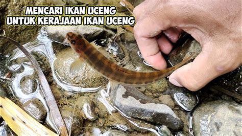 MENCARI IKAN UCENG UNTUK KERAJAAN IKAN UCENG YouTube