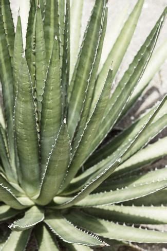 Cacti Cactus Collection Agave Lechuguilla Photographic Print