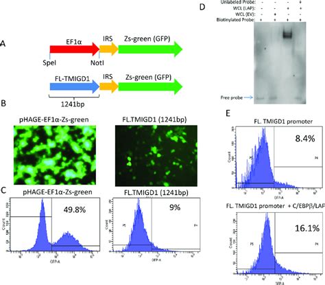 C EBPβ transcription factor regulates expression of TMIGD1 A Shown