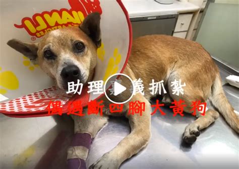 嘉義救援大黃狗 社團法人台南市流浪動物愛護協會 用愛終止流浪，為毛小孩找幸福